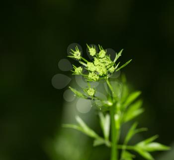 parsley flower in nature
