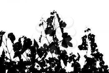 black and white grape leaves