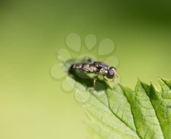 little fly in nature. macro