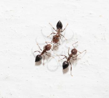 ants on a white background. macro