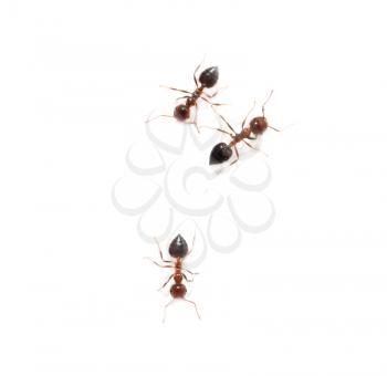 ants on a white background. macro