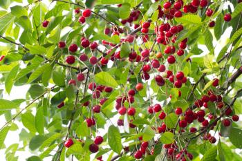 Red ripe cherry on nature