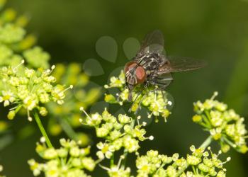 Fly in nature. macro