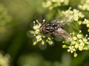 Fly in nature. macro