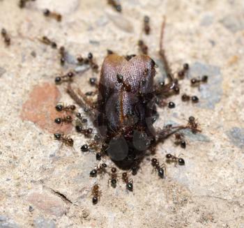 Ants feed on the beetle