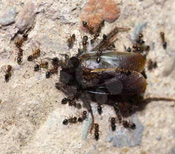 Ants feed on the beetle