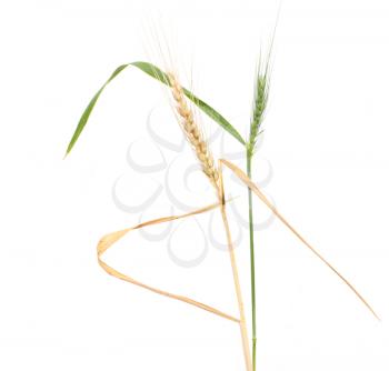Green wheat on a white background. macro...