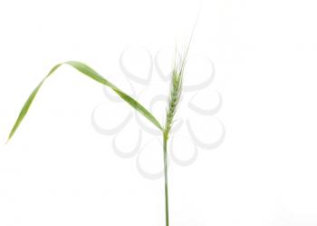 Green wheat on a white background. macro