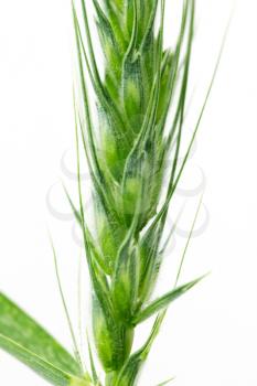 Green wheat on a white background. macro