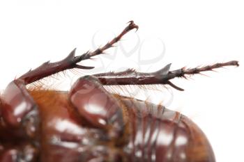 beetle legs white. macro