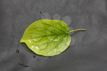 green leaf on a black leather background. macro
