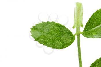 green leaf on a white background. macro