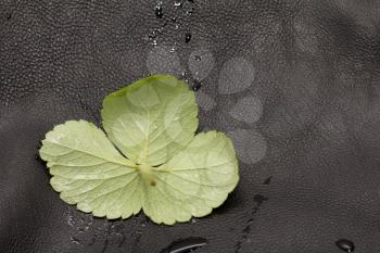 green leaf on a black leather background. macro