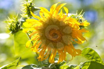 beautiful sunflower on nature as a background