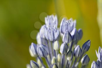 small blue flowers in nature, close-up