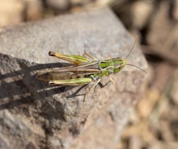 grasshopper on a stone. macro