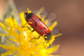 red beetle in nature. macro