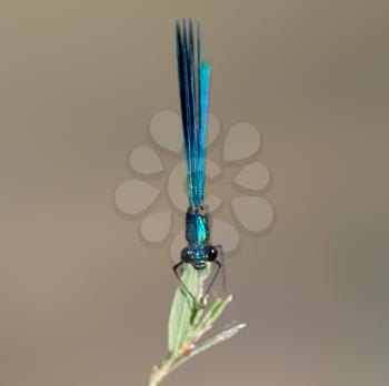blue dragonfly in nature. macro
