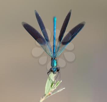 blue dragonfly in nature. macro