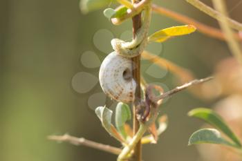 snail in nature. macro