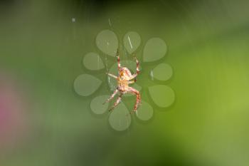 spider on the web. macro