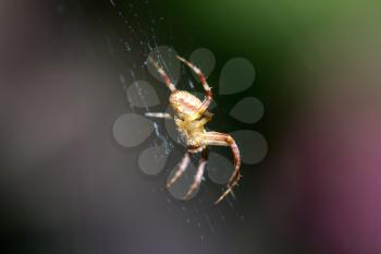 spider on the web. macro