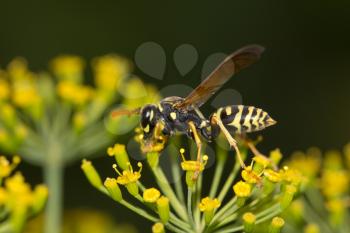wasp in nature. macro