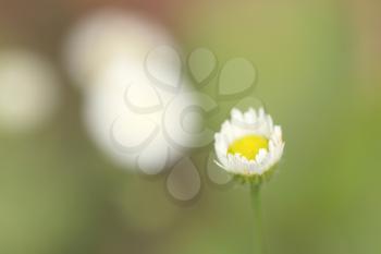 beautiful white daisy flower in nature