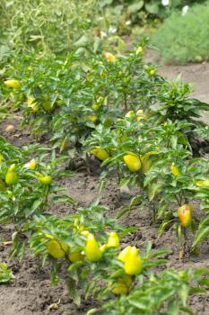 yellow pepper in the garden outdoors