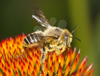 bee in nature. macro