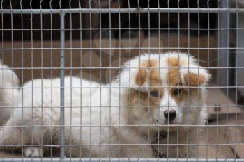 portrait of a dog behind bars