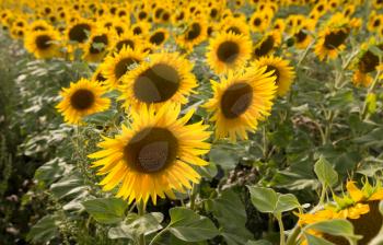 beautiful flowers of sunflowers on nature