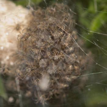 Children spiders in a cocoon. macro