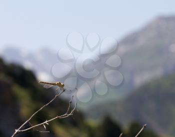 dragonfly on a background of mountains
