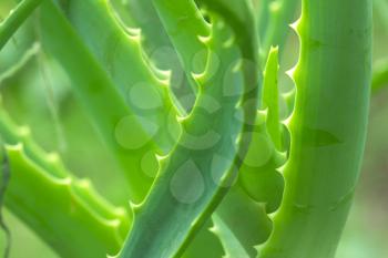 Aloe beautiful in nature. macro