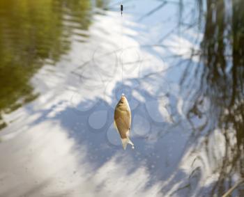 crucian carp on a hook on the nature