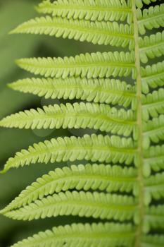 fern leaves as a background on the nature
