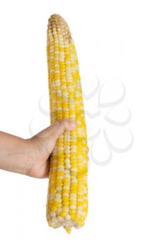 Corn on the child's hand on a white background