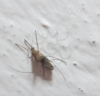 mosquito on the white wall. macro