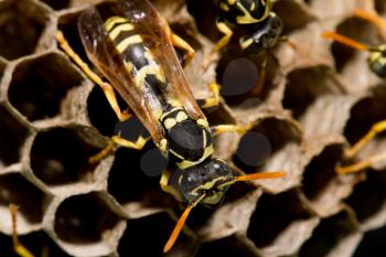 wasps on comb. macro