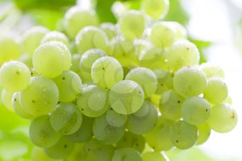 fresh ripe grapes on the nature