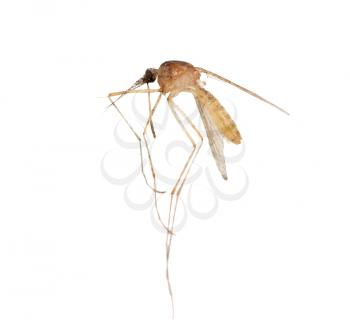 mosquito on a white background. macro