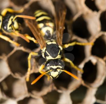 wasps on comb
