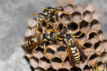 Wasps in the nest