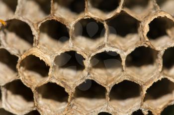 honeycombs of bees. macro