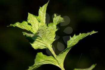 mint leaves on a black background. macro