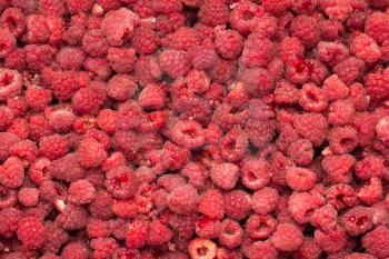 fresh ripe raspberry as a background