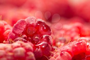 Fresh ripe raspberry as a background