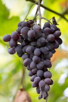 ripe black grapes on the nature