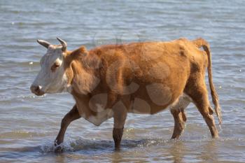 cow in the water on the lake